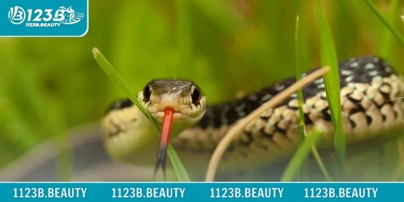 Tìm hiểu và lý giải nằm mơ thấy rắn